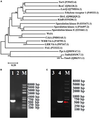 Hybrid Histidine Kinase WelA of Sphingomonas sp. WG Contributes to WL Gum Biosynthesis and Motility